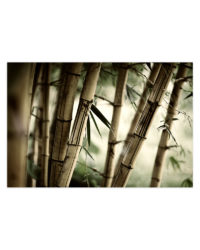 bambusovy les