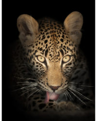 jaguar 2