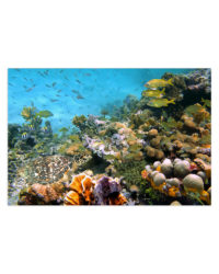 koralovy utes