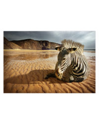 zebra na plazi